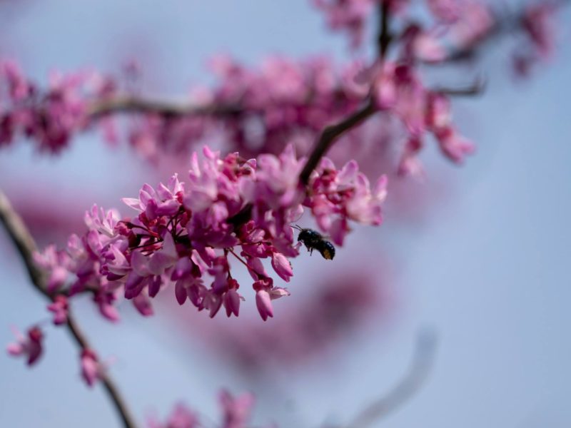 close up of a bee pollinating a pink branch of flowers
