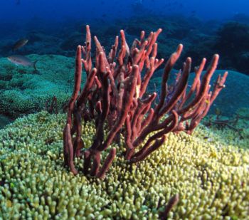 underwater view of sponge in coral reef