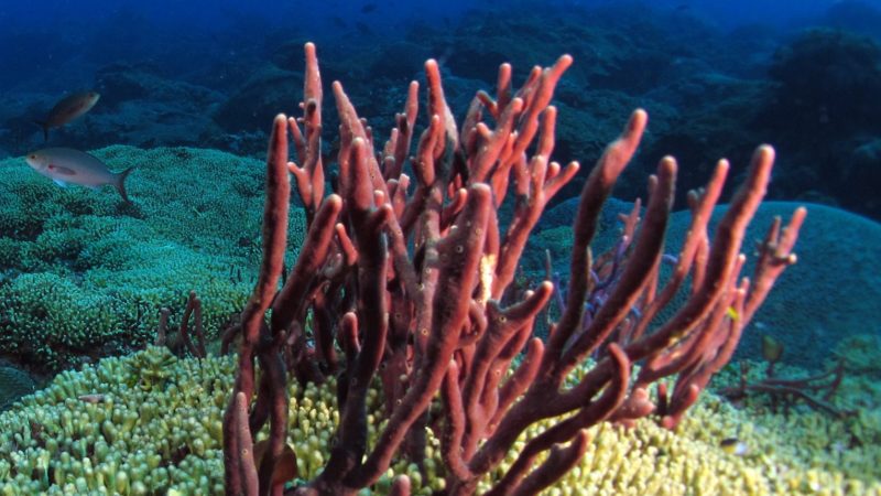 underwater view of sponge in coral reef