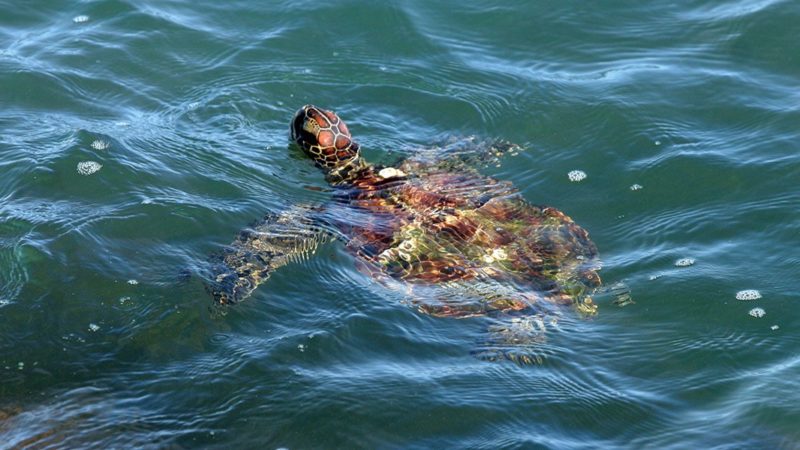 sea turtle on the surface of the water