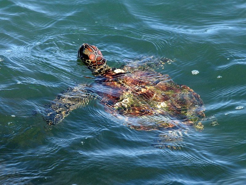 sea turtle on the surface of the water