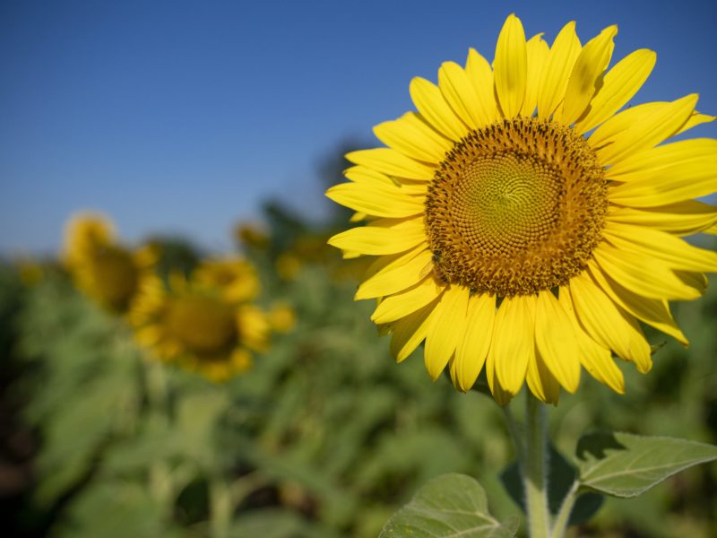 large blooming sunflower in a field