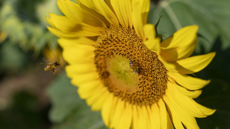 close up of two bees flying around a yellow sunflower