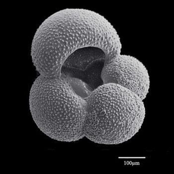 black and white image of a microscopic foraminifera shell