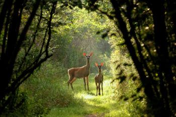White tailed deer with fawn on the natural trail
