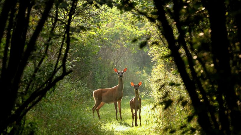 White tailed deer with fawn on the natural trail