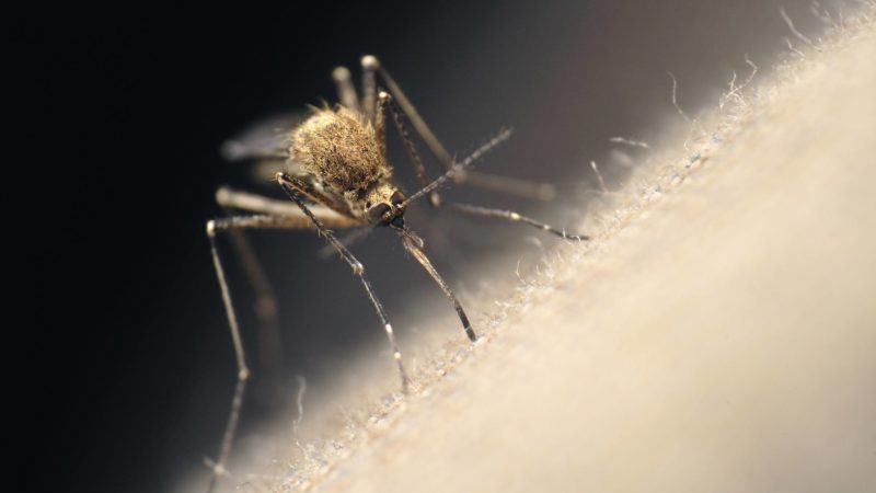 close up image of a mosquito