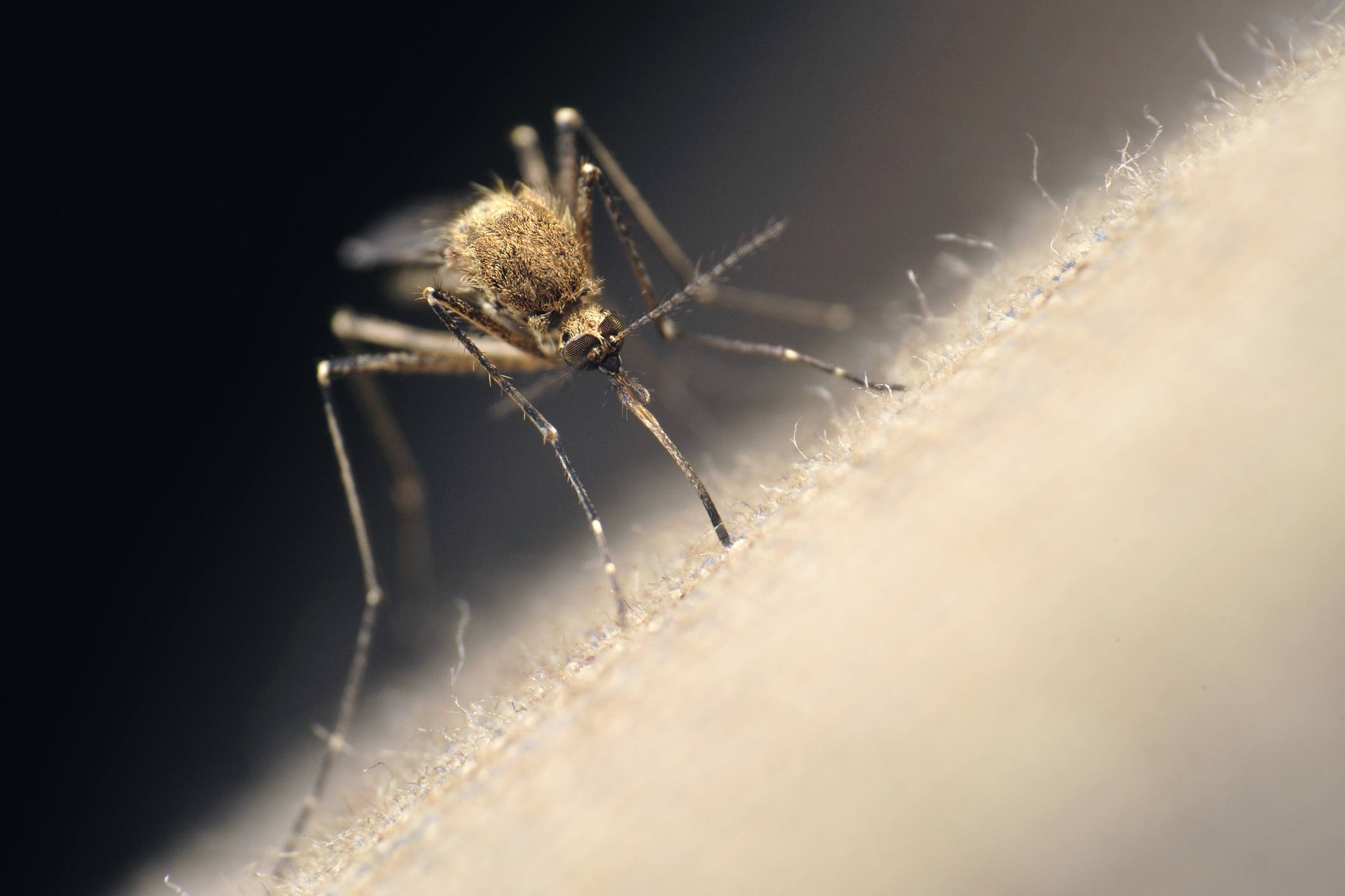 Scientists disable protective gene in mosquitoes