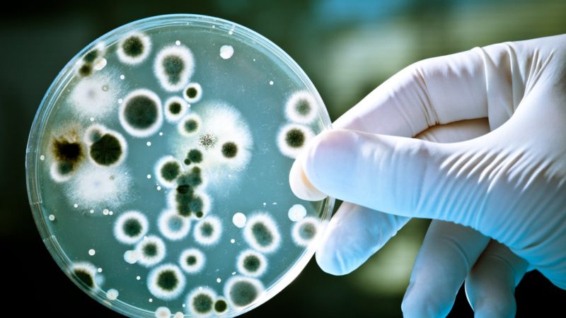 photo of a gloved hand holding up a petri dish filled with bacteria