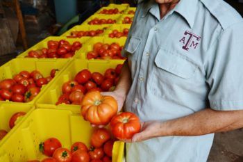 man wearing a texas a&m shirt holding tomatoes in his hands next to boxes of produces