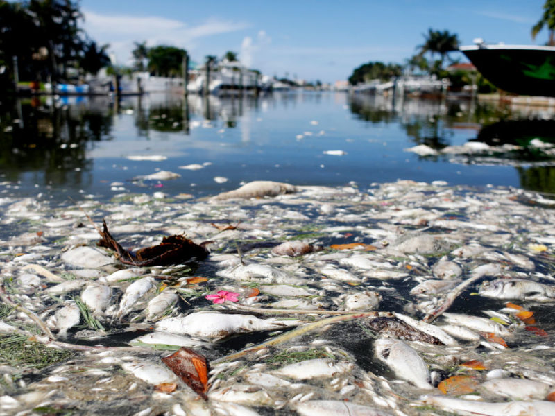 thousands of dead fish float in a bay with boats in the background
