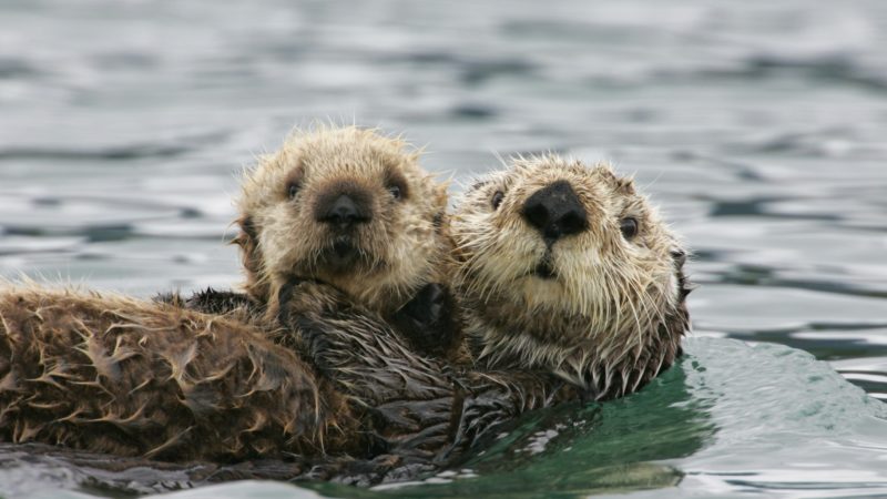 sea otter with pup in water
