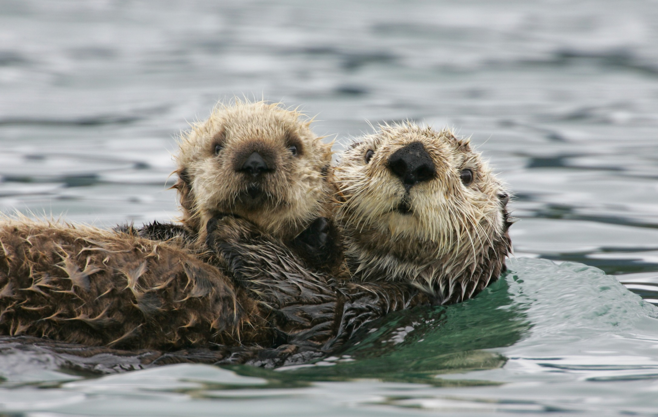 How Otters' Muscles Enable Their Cold, Aquatic Life - Texas A&M Today