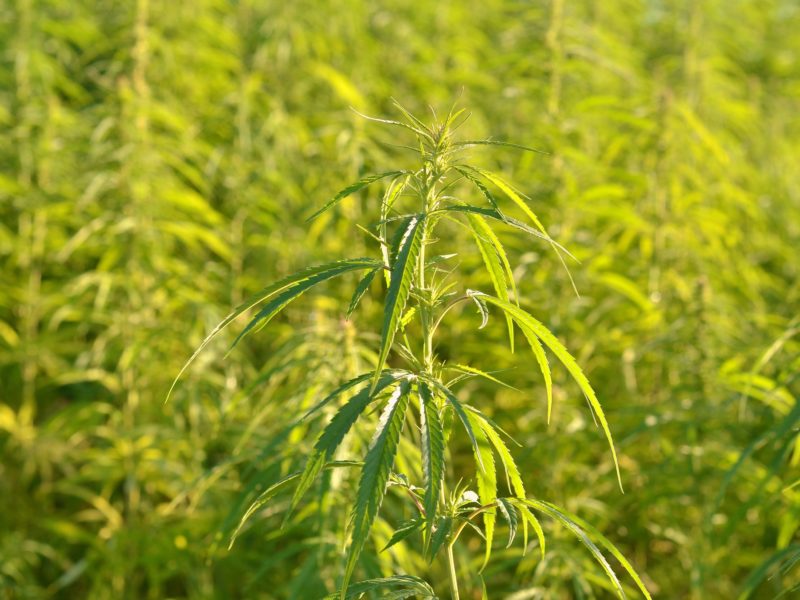 field of hemp