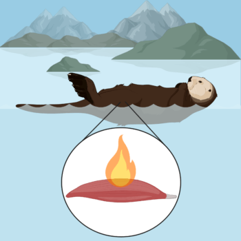 graphic of a sea otter on its back in the ocean
