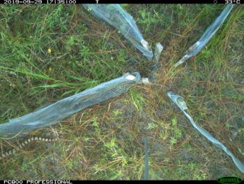 image captured by a camera trap with a snake tail in the left hand corner