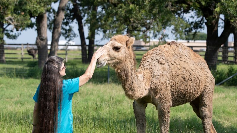 a woman pets the snout of a camel standing in grass surrounded by trees