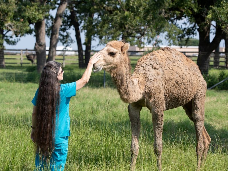 a woman pets the snout of a camel standing in grass surrounded by trees