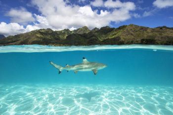 a black tip shark off the coast of French Polynesia