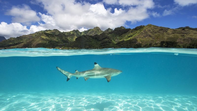 a black tip shark off the coast of French Polynesia
