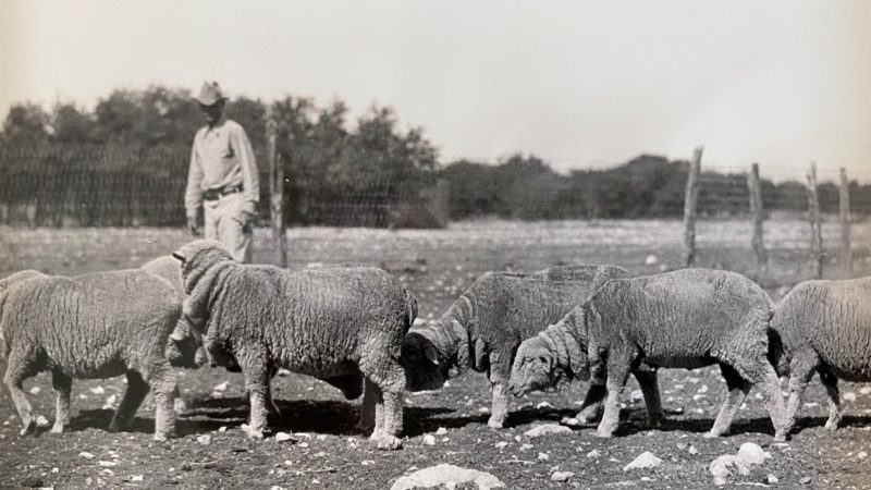 black and white photograph of a man on a ranch standing next to several sheep