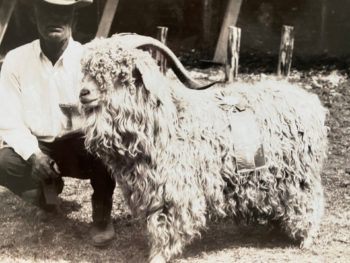 black and white photograph of a man kneeling next to a goat
