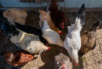 overhead view of several chickens in a coop