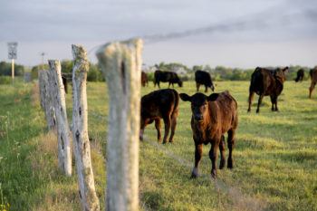 Cattle stand in a fenced in field