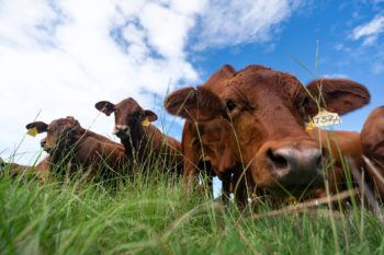 close up view of three cattle grazing in grass