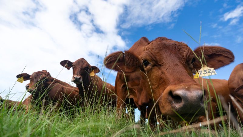 close up view of three cattle grazing in grass