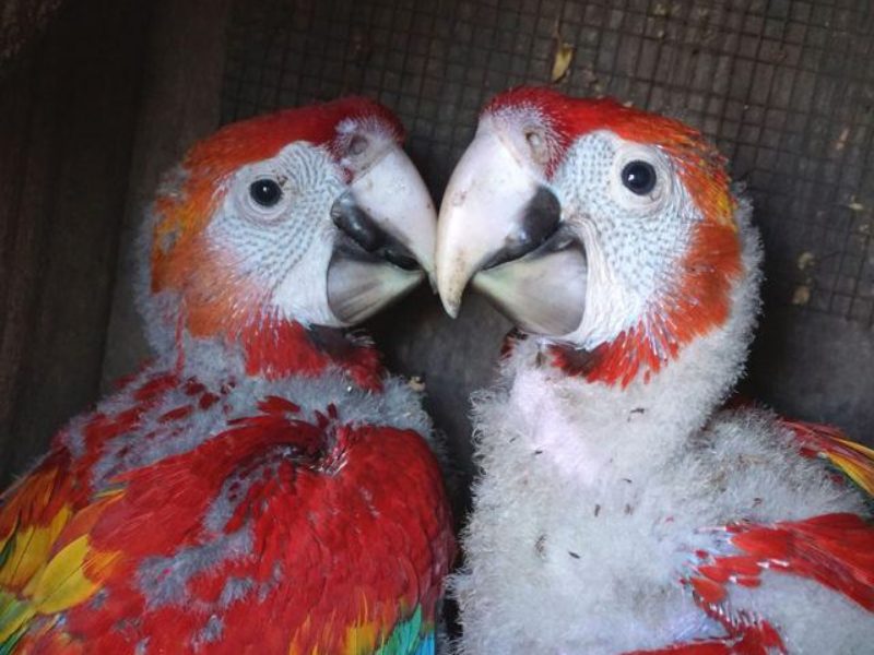 two scarlet macaw chicks