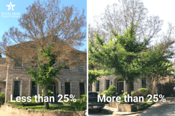 side by side photos of a tree in front of a house demonstrating the difference in leaves