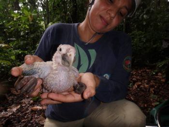 woman in rainforest holding a macaw chick in her hands