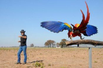 a man stands in the background as he trains a parrot in free-flight