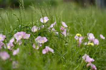 pink buttercup flowers grow in green grass