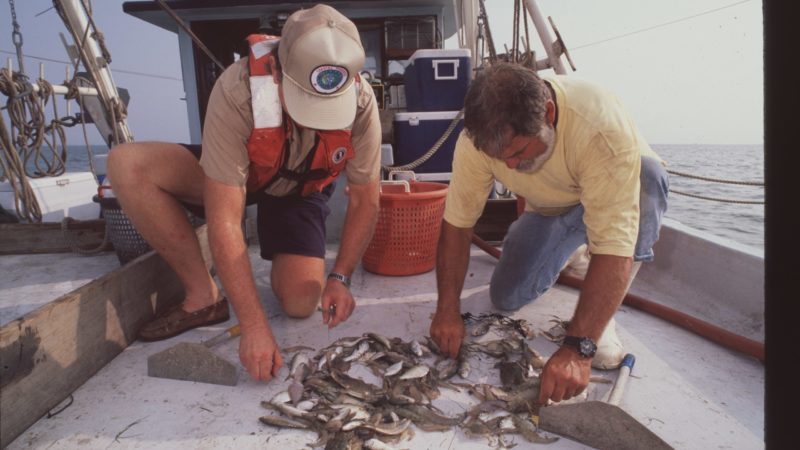 photo of two men o a boat looking at a pile of fish