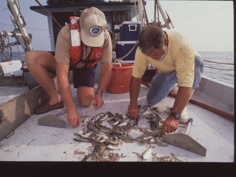 photo of two men o a boat looking at a pile of fish