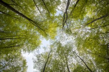 low angle view of a forest of trees looking up to the sky
