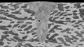 electron microscrope image in black and white of a cross section of nickel and zinc alloy