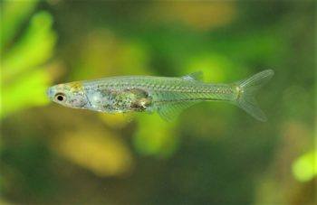 a tiny fish with a translucent body swims in a tank