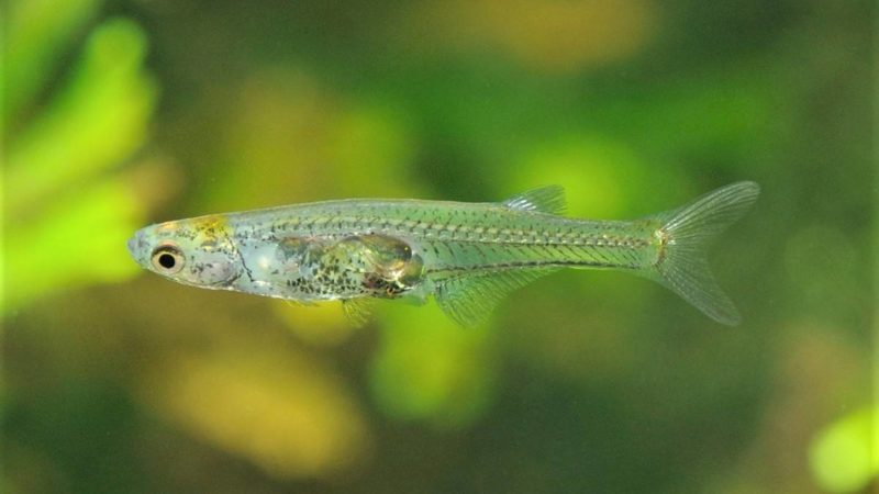 a tiny fish with a translucent body swims in a tank