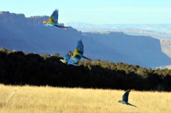 three flying parrots