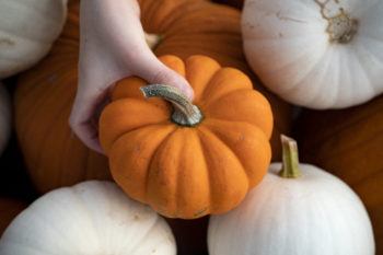 overhead view of a child's hand holding a small orange pumpkin on top of a pile of other orange and white pumpkins