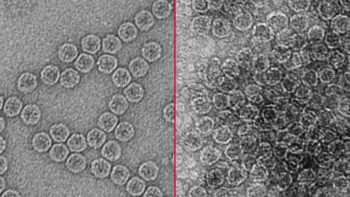side by side black and white photographs showing a virus before and after treatment