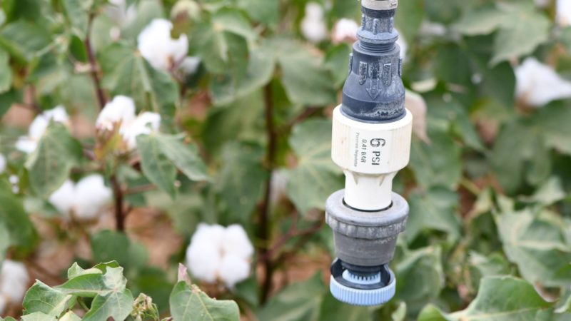 close up image of an irrigation system in a field of cotton