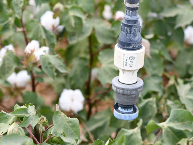 close up image of an irrigation system in a field of cotton