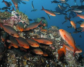 colorful orange fish swim around a coral reef underwater