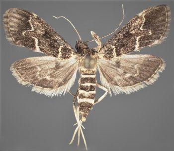 photo of a gray and white moth against a gray background