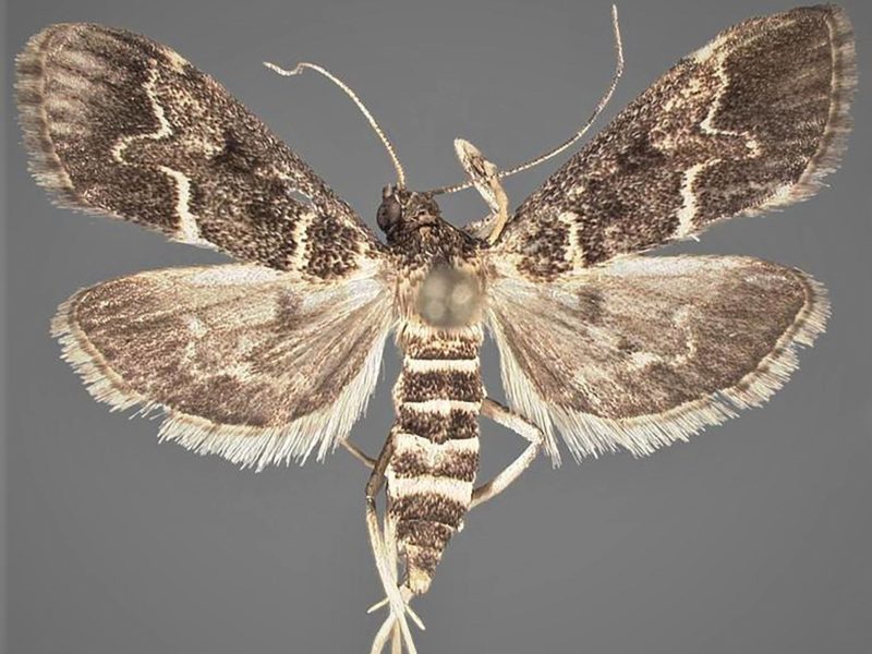 photo of a gray and white moth against a gray background