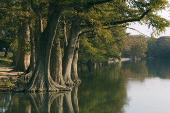 cypress trees along a river